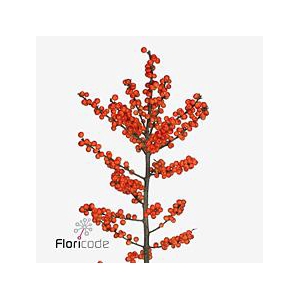Ilex oudijk's orange