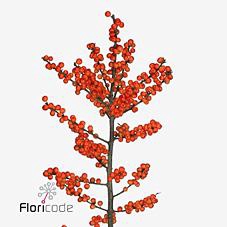 <h4>Ilex oudijk's orange</h4>