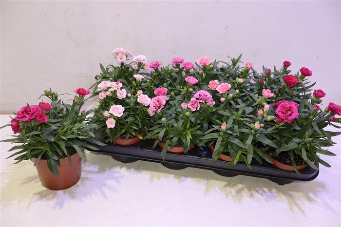 <h4>Dian Osc Gem</h4>