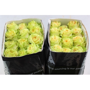 R Gr Green Antique