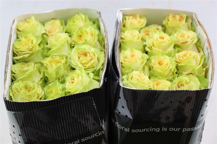 <h4>R Gr Green Antique</h4>