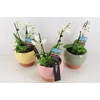arr1 MC - Bolpot x3 mix phal. special summer