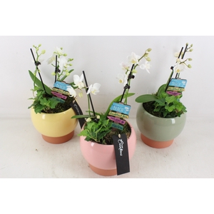 arr1 MC - Bolpot x3 mix phal. special summer