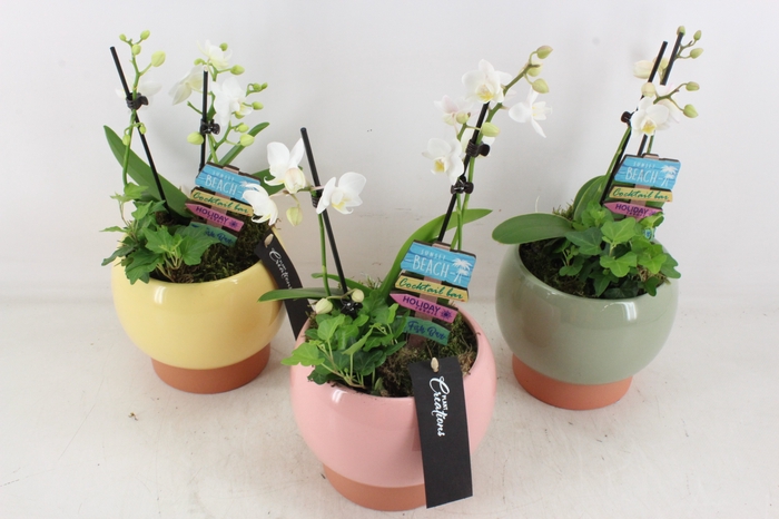 <h4>arr2 MC - Bolpot x3 mix phal. special summer</h4>