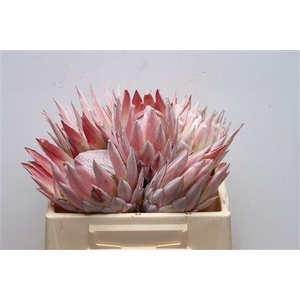 Protea Cynaroides No Leaves