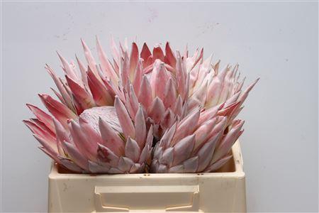 <h4>Protea Cynaroides No Leaves</h4>