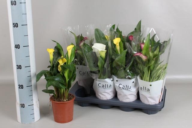 <h4>ZANT GEM 4 KL</h4>