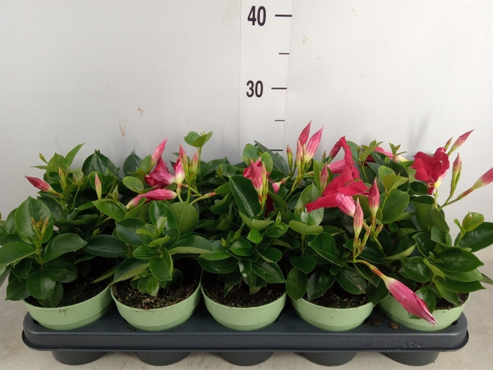 <h4>Mandevilla  'Sundavil Red'</h4>