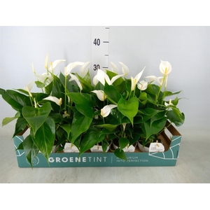 Anthurium  'Banderola Cava'