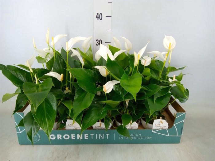 <h4>Anthurium 'Banderola Cava'</h4>