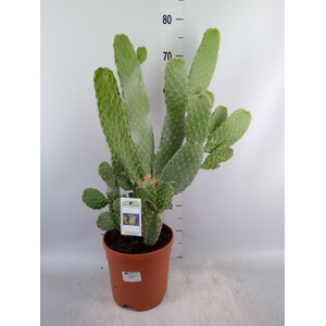 Opuntia