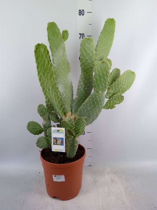 <h4>Opuntia</h4>