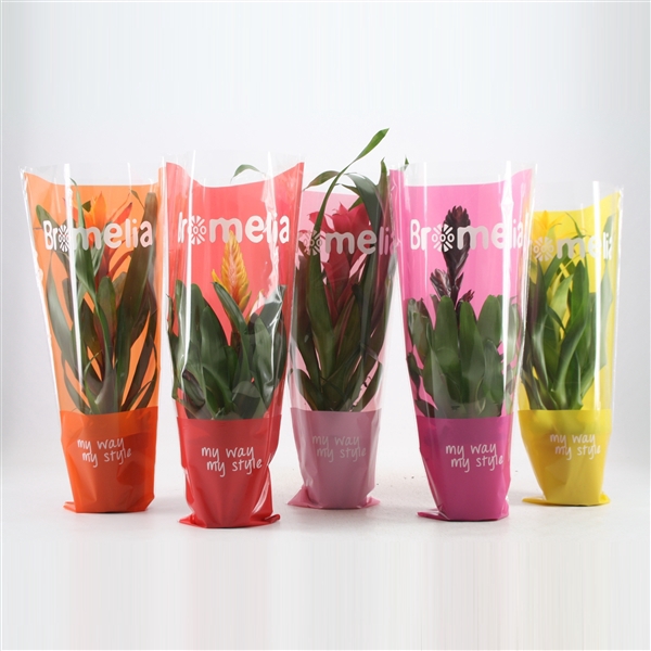 <h4>Bromelia Excellent mix in vensterhoes</h4>