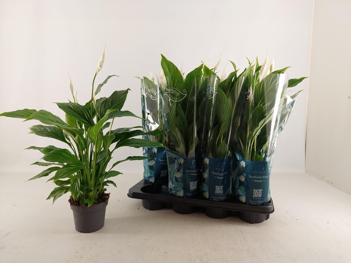 <h4>SPATH STRAUSS</h4>