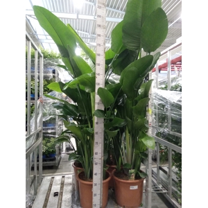 Strelitzia nicolai