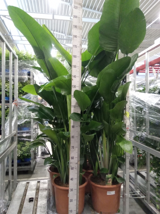 <h4>Strelitzia nicolai</h4>