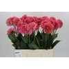Dahlia Pink Runner