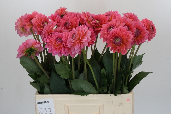 Dahlia Pink Runner