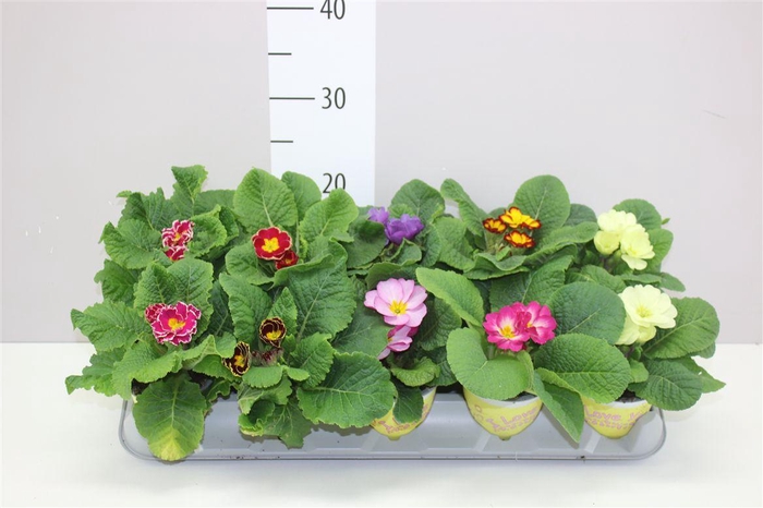 <h4>Primula Ily Specials - Mix</h4>