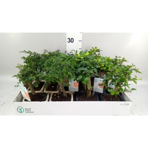 Bonsai   ...mix