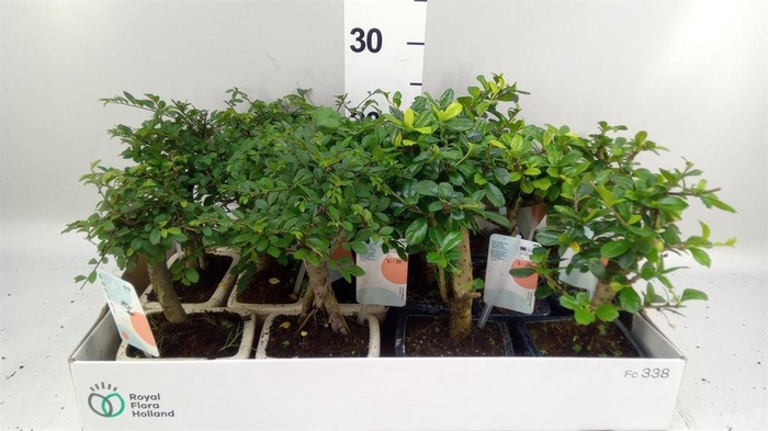 <h4>Bonsai   ...mix</h4>