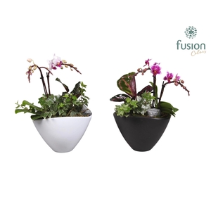 Keramiek pot met Phalaenopsis en groene plant