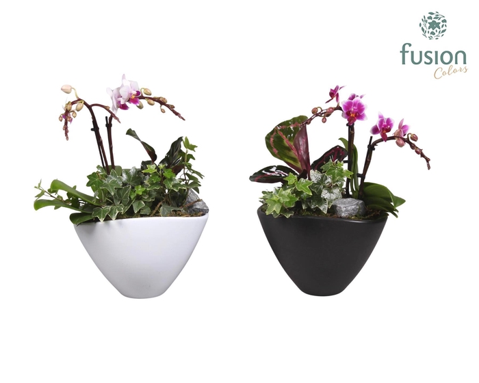 <h4>Keramiek pot met Phalaenopsis en groene plant</h4>