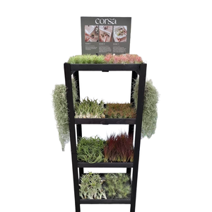 Tillandsia display hout 120 cm losse planten