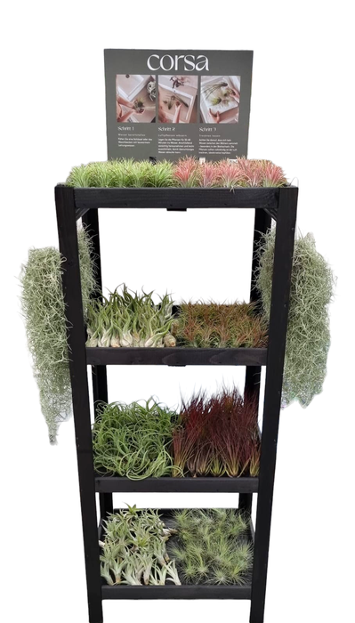 <h4>Tillandsia display hout 120 cm losse planten</h4>