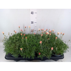 Rhodanthemum hosm. 'Zagora Orange'