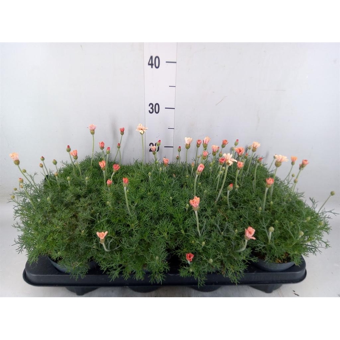 <h4>Rhodanthemum hosm. 'Zagora Orange'</h4>
