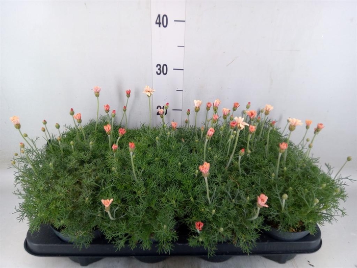 <h4>Rhodanthemum hosm. 'Zagora Orange'</h4>