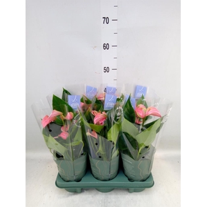 Anthurium andr. 'Joli'