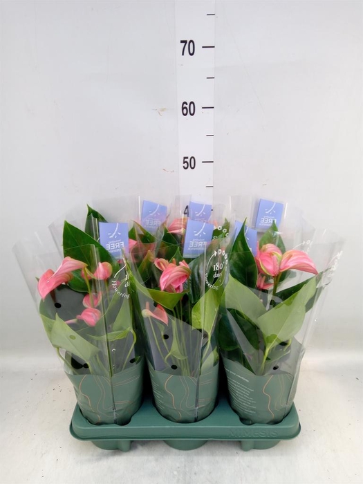 <h4>Anthurium andr. 'Joli'</h4>