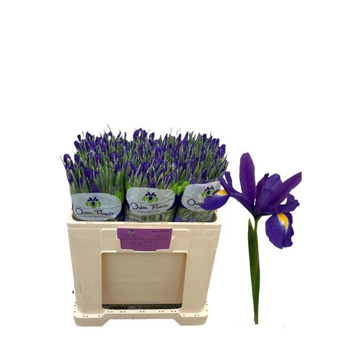 <h4>IRIS BLUE MAGIC</h4>