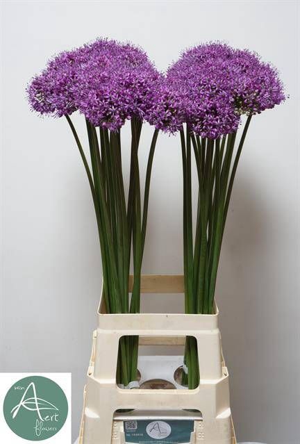 <h4>ALLIUM STATOS</h4>