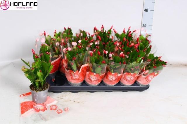 <h4>SCHLUMB ZARAIKA</h4>