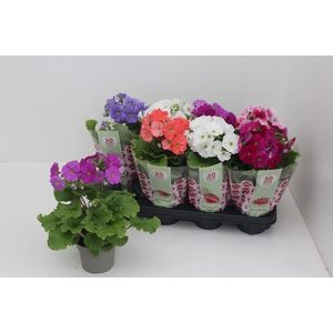 PRIM OB SWEETK A GEM