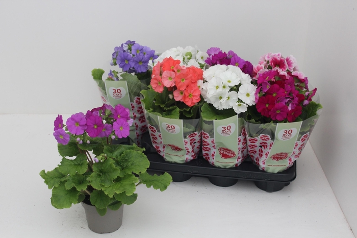 <h4>PRIM OB SWEETK A GEM</h4>