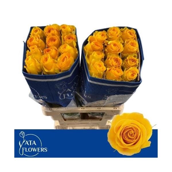 <h4>R gr Brighton L6</h4>