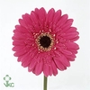 Hydrangea mag ruby red classic