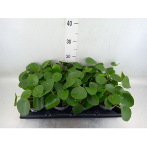 Pilea peperomioides