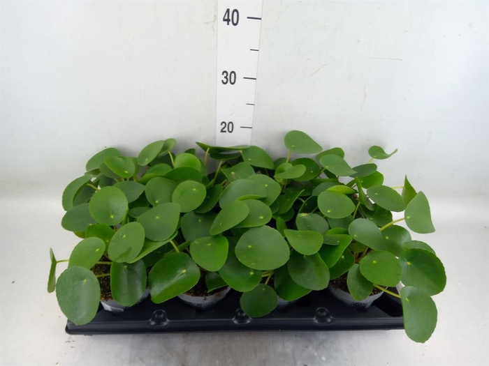 <h4>Pilea peperomioides</h4>