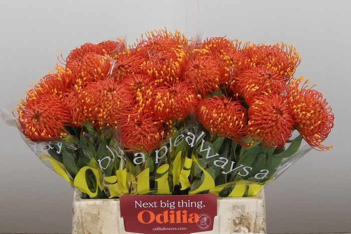 <h4>Nutans Gold Dust</h4>