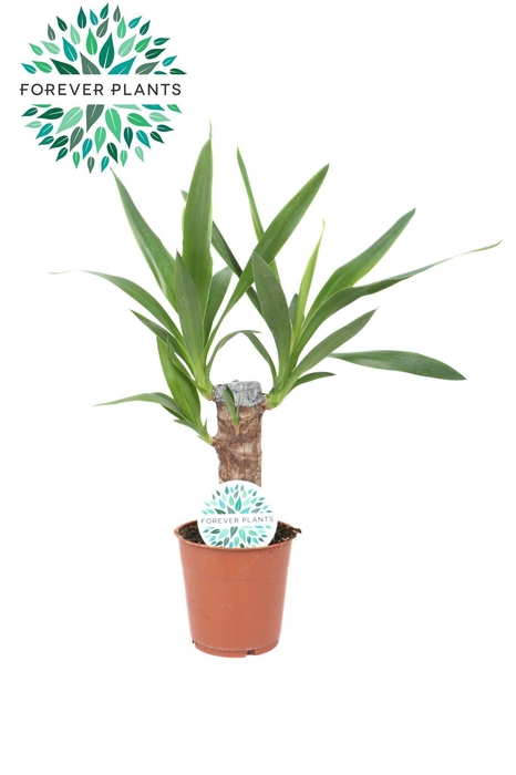 <h4>Yucca p12, 20 cm (2+ KOP)</h4>