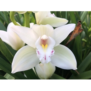 Cymb Mi Insigne Leekade X10 20% Extra Packed