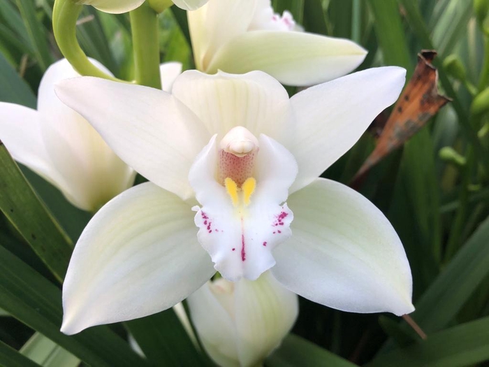 <h4>CYMB MI INSIGNE Leekade X10 20% extra packed</h4>