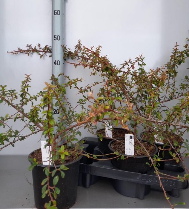 arr8 Coton S Coral Beauty