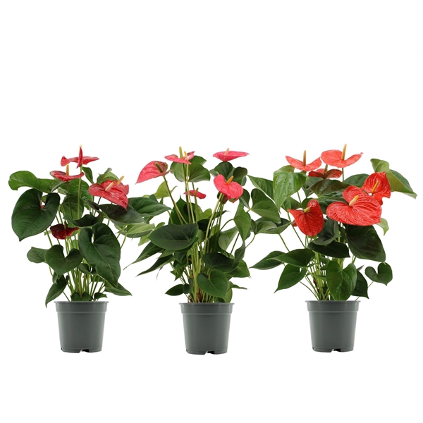 <h4>Anthurium 3 color mix in transparant sleeve</h4>