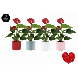 Anthurium 6 cm Micra in Eva love ceramics